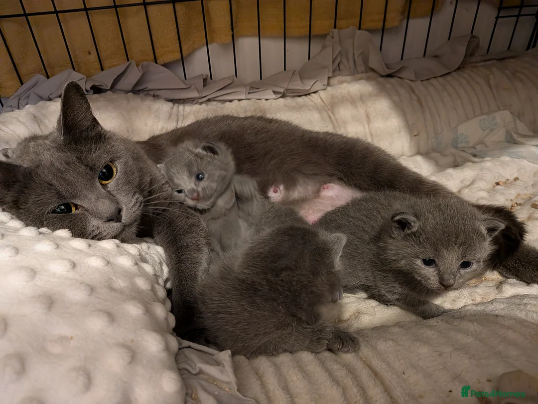 Russian Blue cats for sale: Beautiful Russian Blue Kittens for Sale - Advert 16
