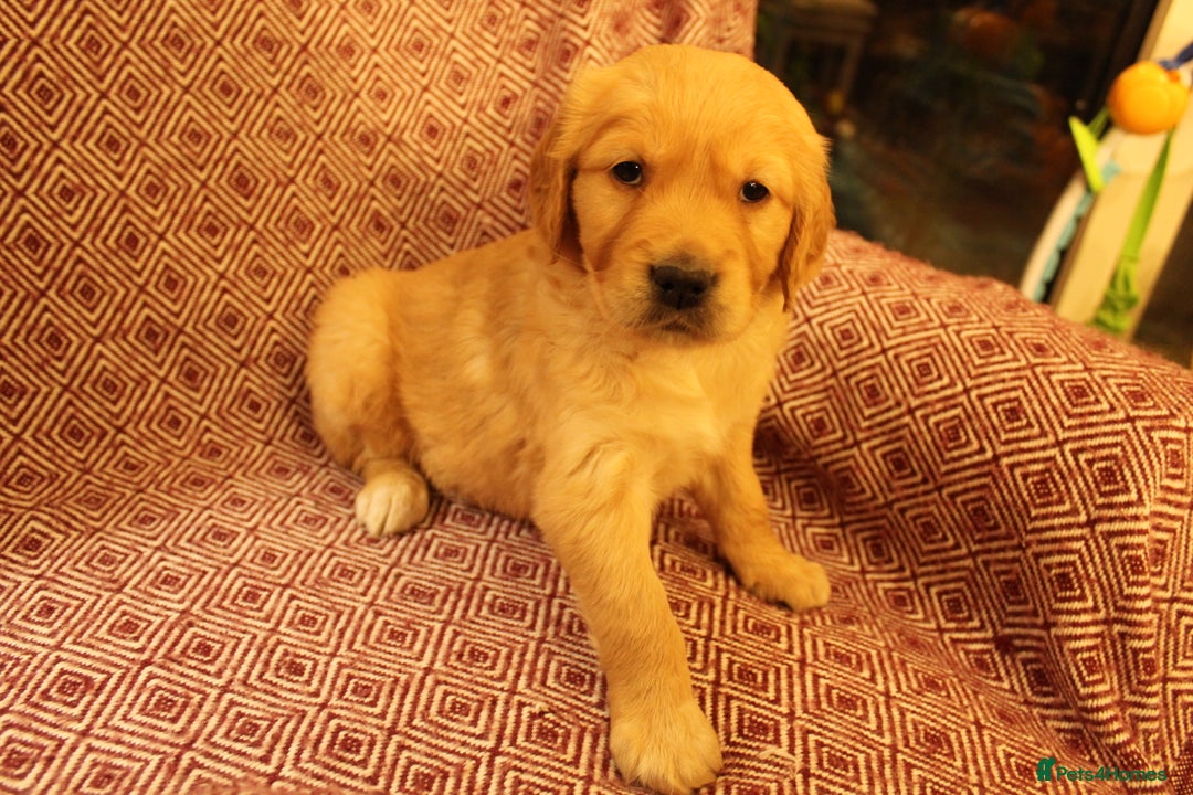 Golden Retriever dogs for sale: KC reg health tested dark golden retriever puppies - Advert 5