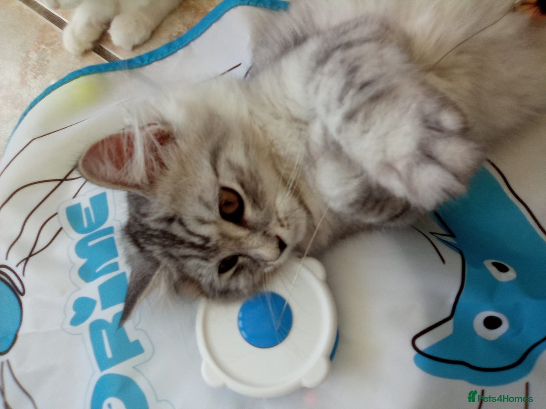 Scottish Fold cats for sale: I am a loving little boy! - Image 9
