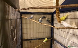 Budgerigars birds for sale: 7 Baby budgies for sale  - Advert 13