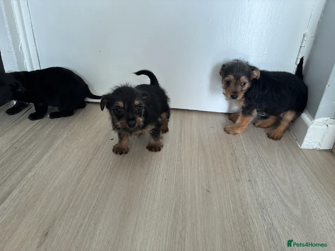 Mixed Breed dogs for sale: 3 beautiful dachshund cross Yorkshire terrier  - Advert 16