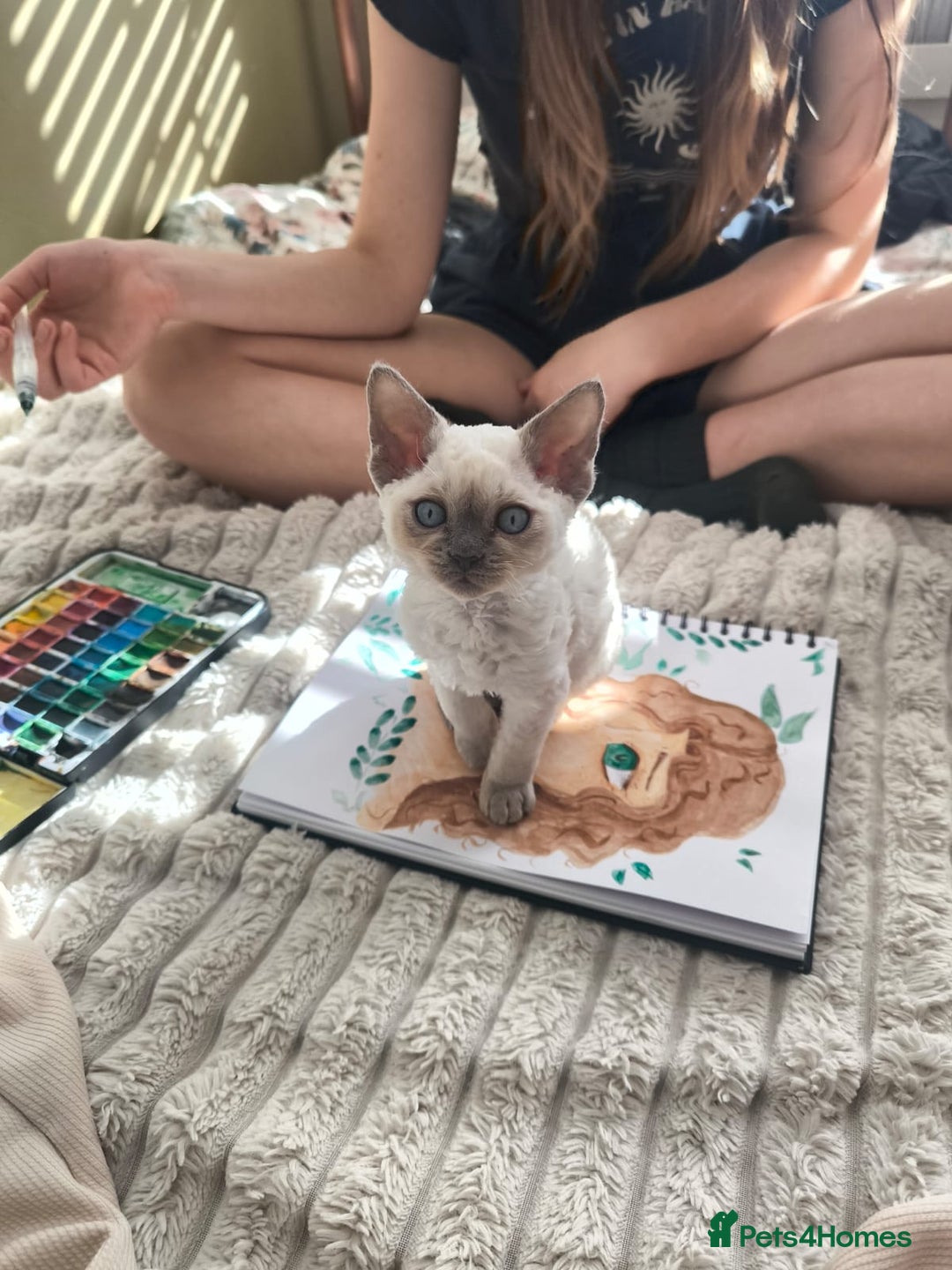 Devon Rex cats for sale: Blue Point Devon Rex Boy 💙 - Image 11