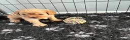 Cavapoo dogs for sale: Cavapoos health tested parents - Advert 10