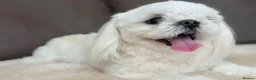 Maltese dogs for sale: Full Korean Male Maltese - Advert 9