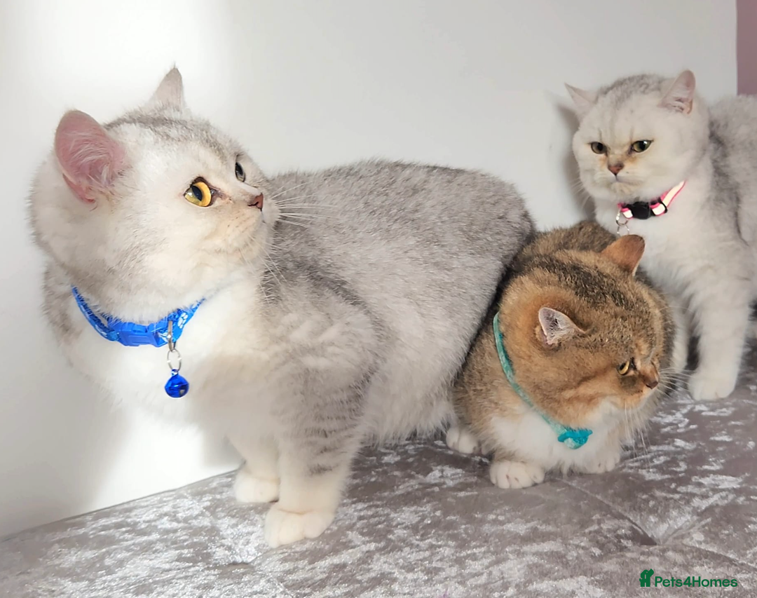 British Shorthair cats for sale: Amazing Quality Pedigree British Shorthair Kittens - Advert 25