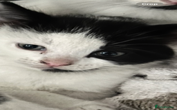 Ragdoll cats for sale: Ragdoll X 4 Beautiful kittens - Image 5