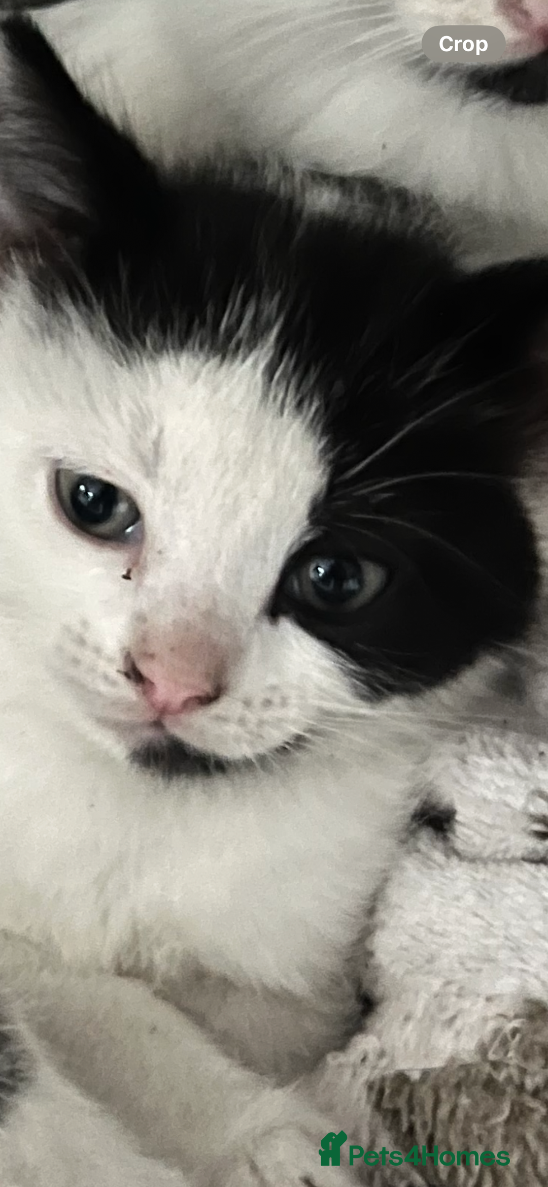 Ragdoll cats for sale: Ragdoll X 4 Beautiful kittens - Image 5