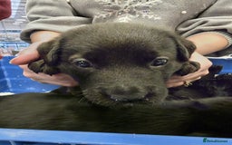 Mixed Breed dogs for sale: German shepherd x Working Labrador puppies  - Advert 24