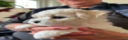 Bichon Frise dogs for sale: Bichon Frise puppies - Advert 3