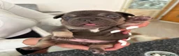 French Bulldog dogs for sale: Stunning French bulldogs  - Advert 22