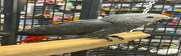 Parrots birds for sale: Gorgeous handreared tame baby African Greys  - Advert 1