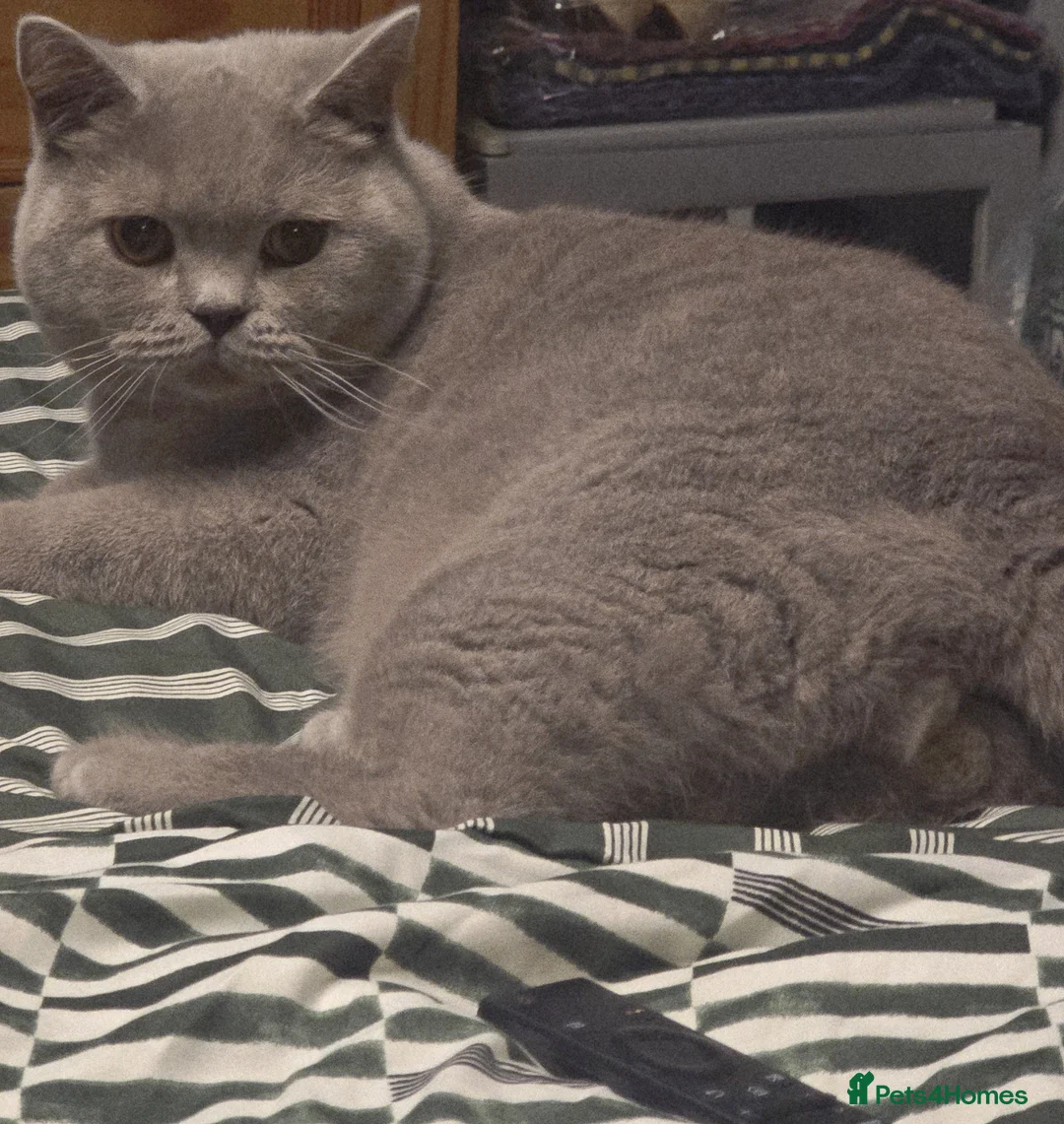 British Shorthair cats for sale: Beautiful british lilac boy - Advert 2