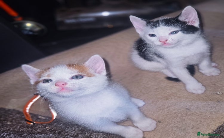 Mixed Breed cats - Advert 13