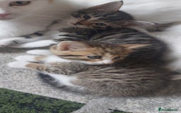 Mixed Breed cats for sale: Kittens for sale - Image 5