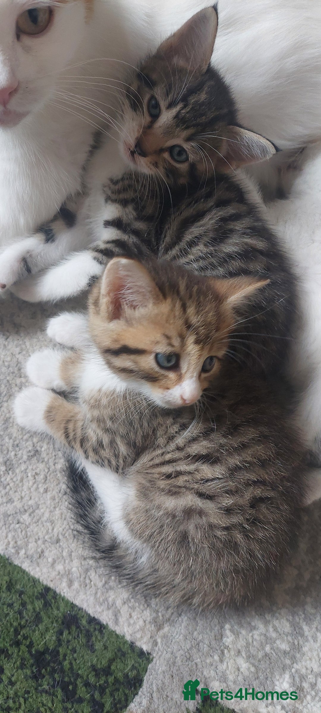 Mixed Breed cats for sale: Kittens for sale - Image 5