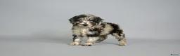 Cavapoo dogs for sale: Cavapoo puppies for sale  - Advert 2