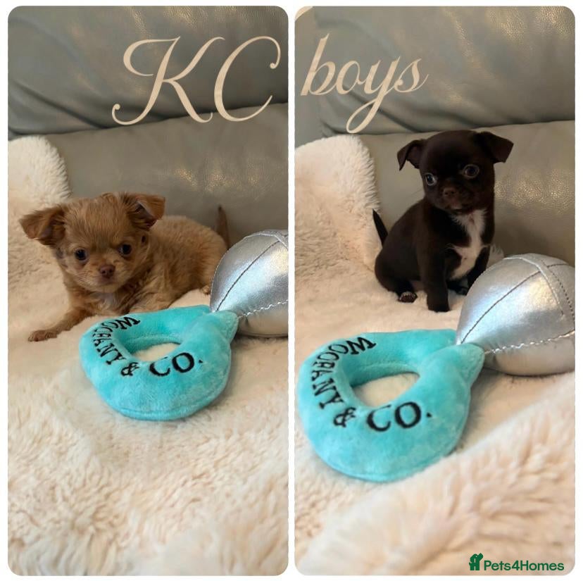 Chihuahua dogs 2 KC Reg Chihuahuas Boys ready! - Advert 2