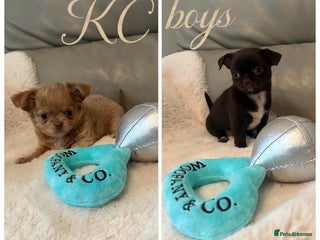 Chihuahua dogs 2 KC Reg Chihuahuas Boys ready! - Advert 3