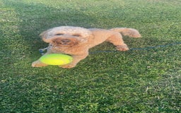 Cockapoo dogs for stud: Stud only! - Image 2