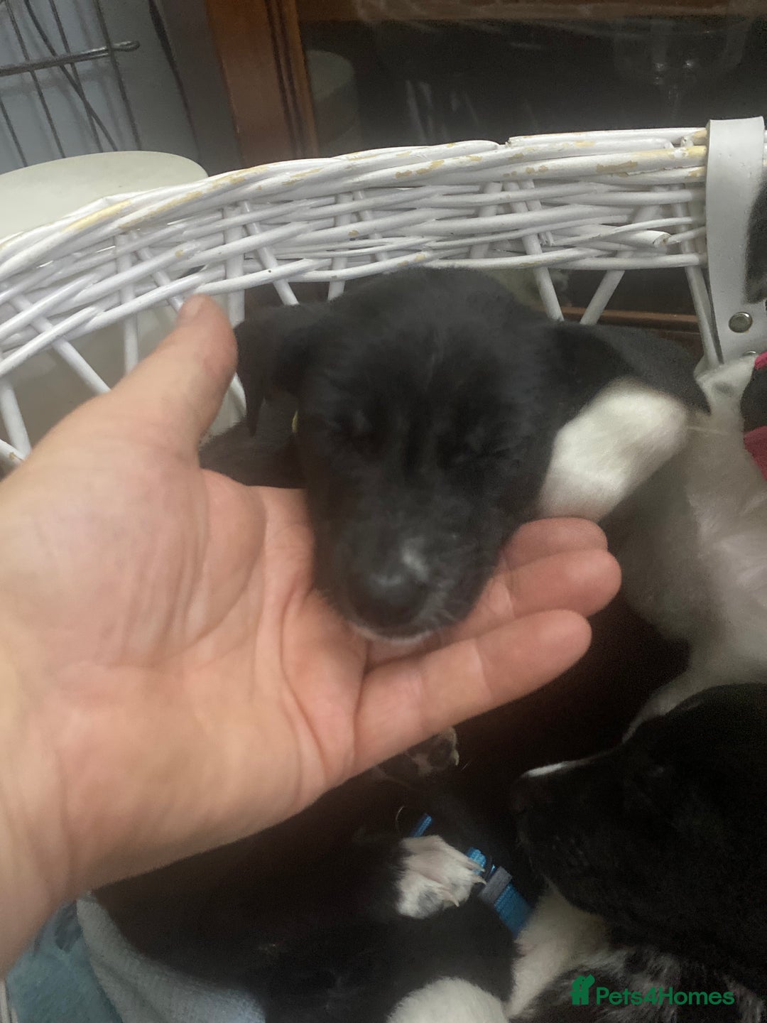 Mixed Breed dogs for sale: Collie lurcher greyhound mix - Advert 38