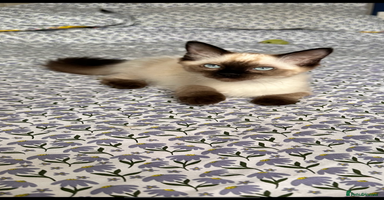 Ragdoll cats - Advert 15