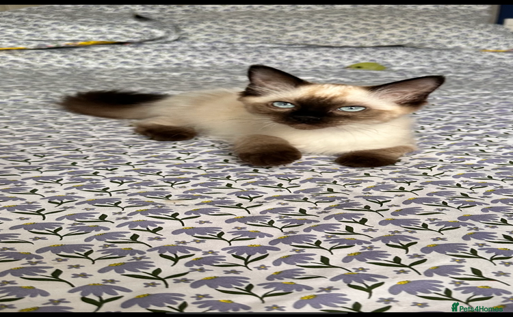 Ragdoll cats - Advert 2
