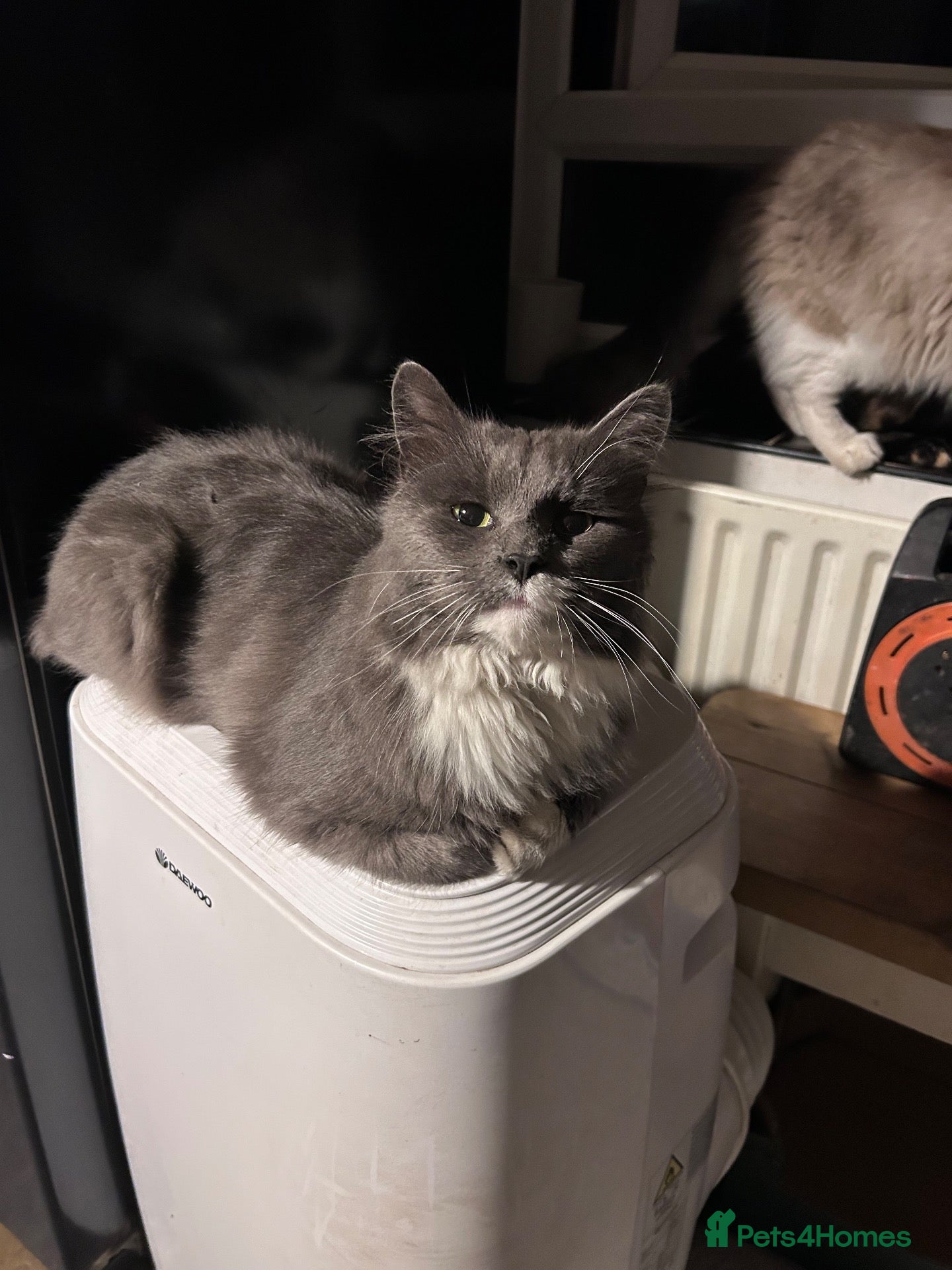 Mixed Breed cats Fluffy female  - Advert 2