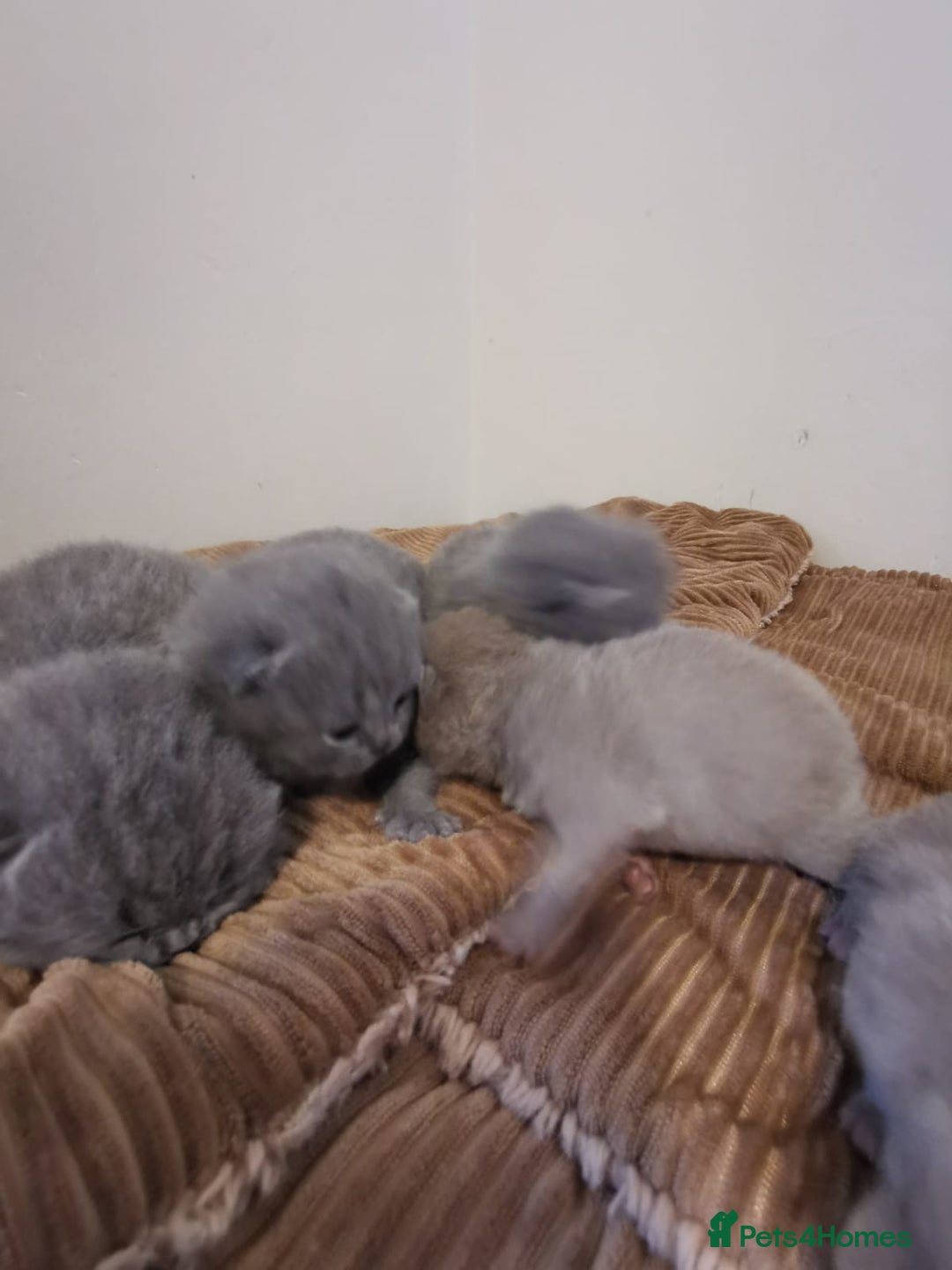 British Shorthair cats for sale: GCCF REGISTERED BRITISH SHORTHAIRED KITTENS - Advert 11