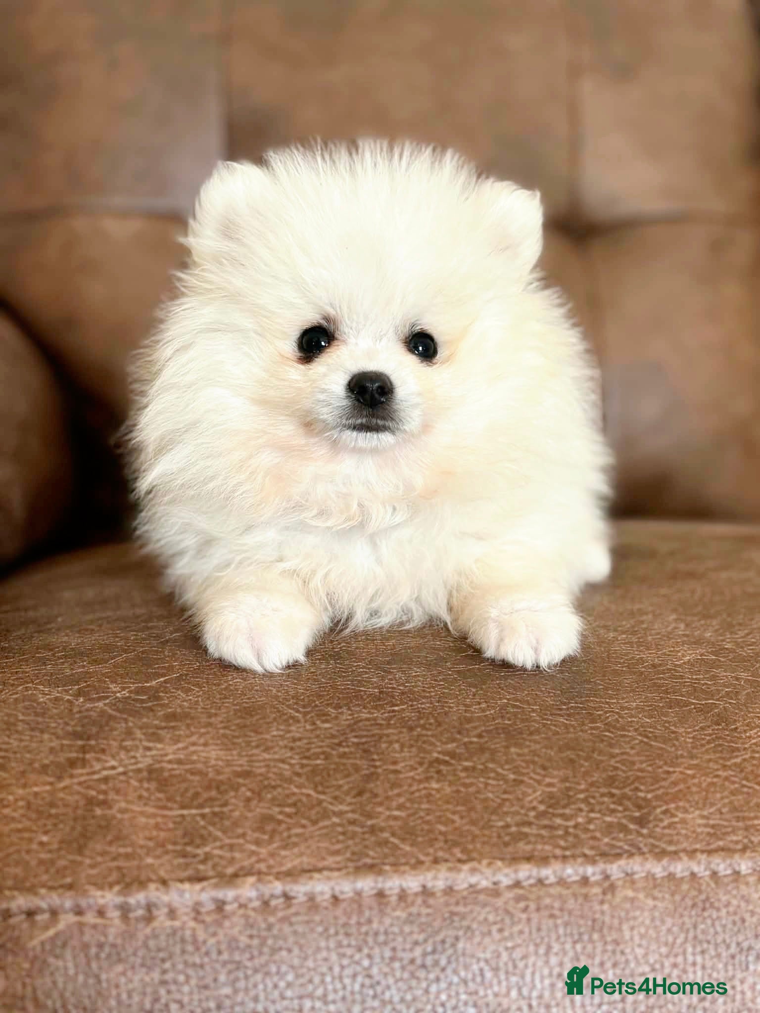 Pomeranian dogs White Pomeranian Males - Advert 1