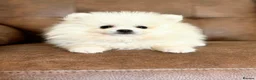 Pomeranian dogs for sale: White Pomeranian Males - Advert 1