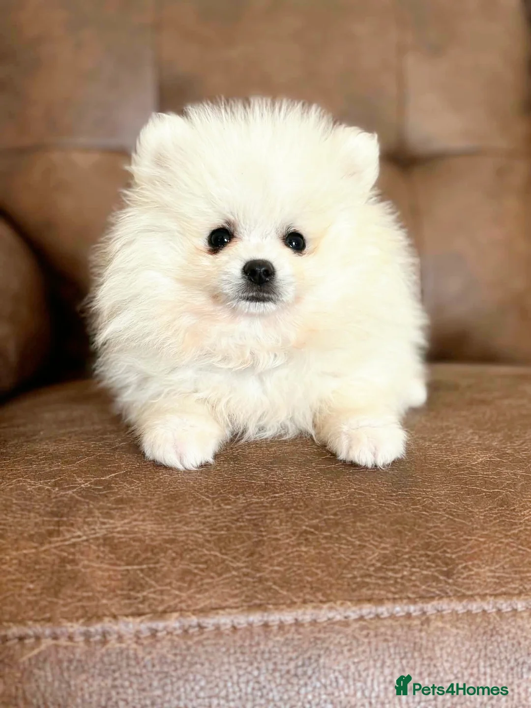 Pomeranian dogs for sale: White Pomeranian Males - Advert 1