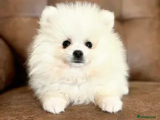 Pomeranian dogs White Pomeranian Males - Advert 1