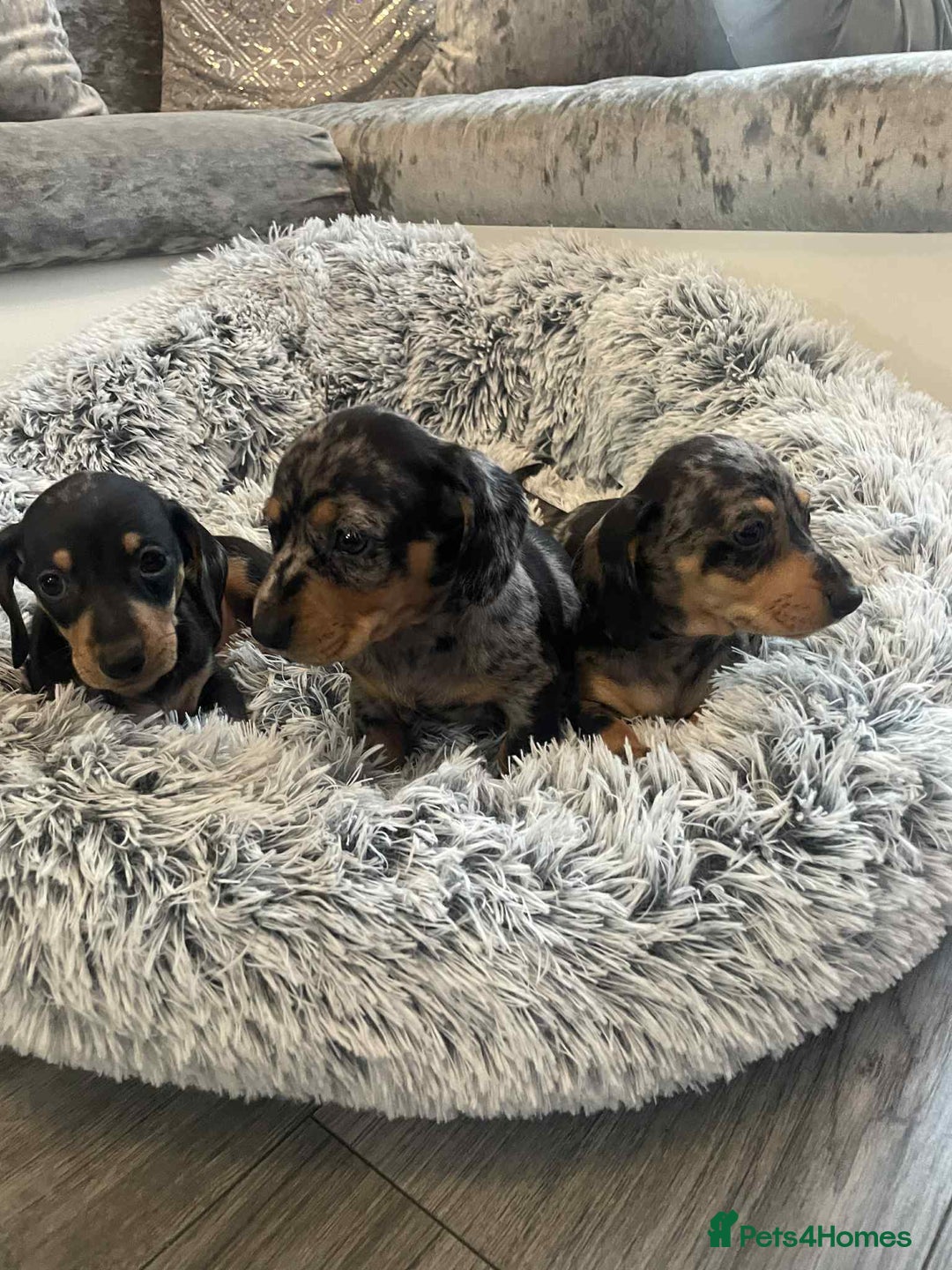 Dachshund dogs for sale: Dachshund  - Image 4
