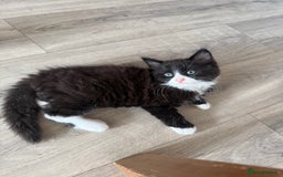 British Shorthair cats for sale: 4 Beautiful Girls!  - Image 7