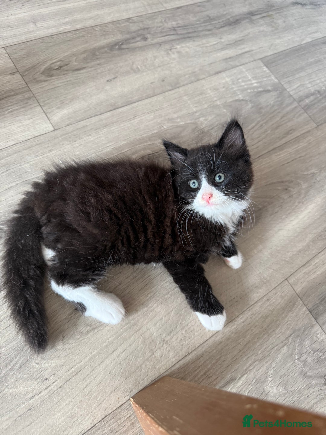 British Shorthair cats for sale: 4 Beautiful Girls!  - Image 7