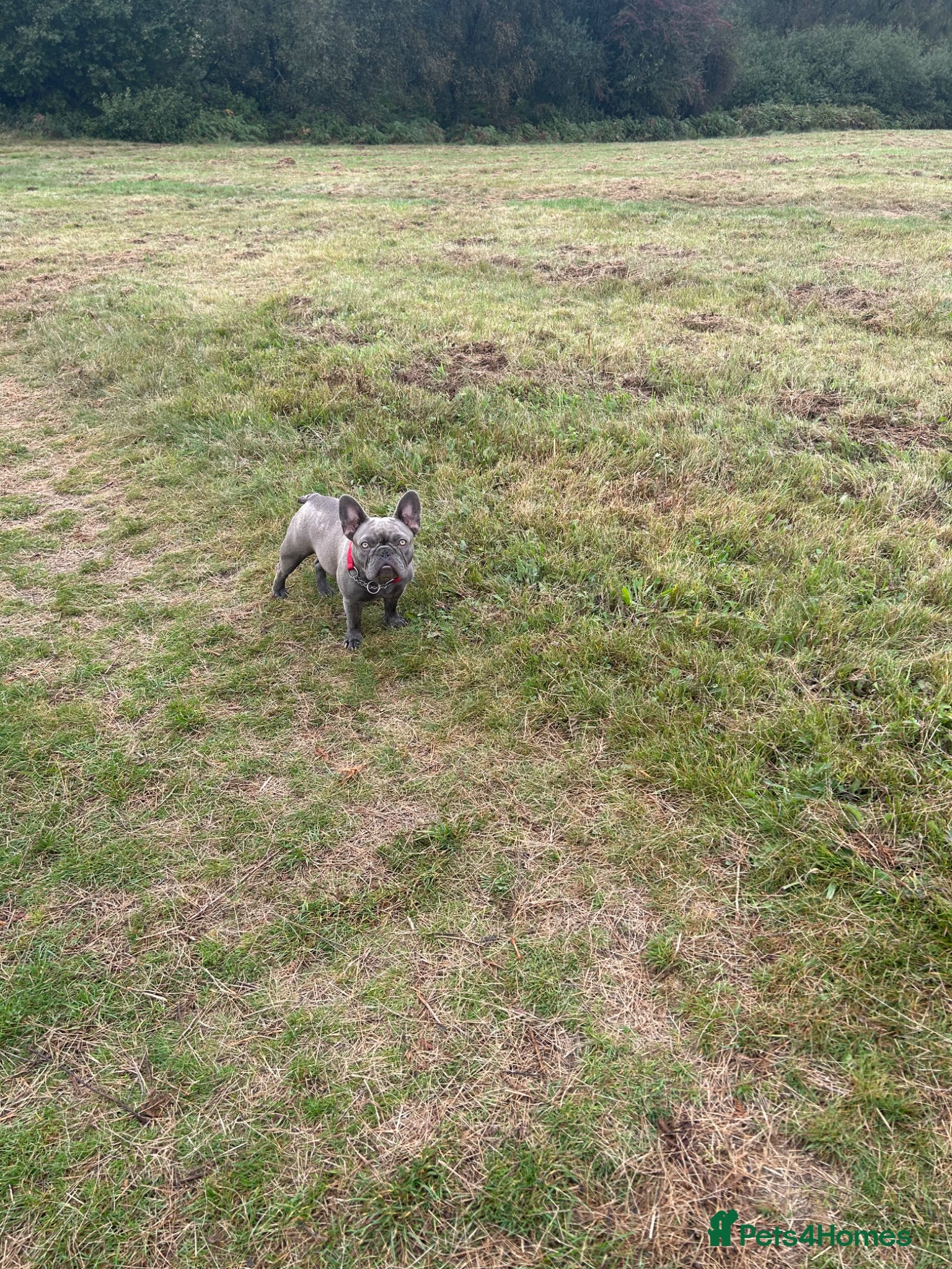 French Bulldog dogs for sale: Female 3 year old frenchie  - Advert 3