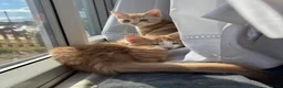 Domestic Shorthair cats for sale: 5 Beautiful Kittens - Advert 35