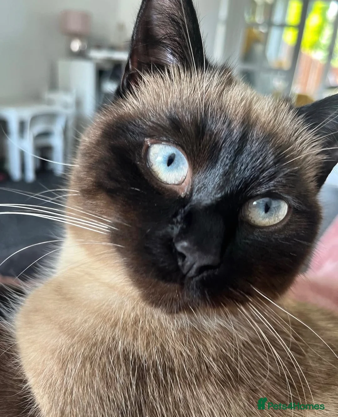 Mixed Breed cats for sale: Bee needs a new home  - Advert 2