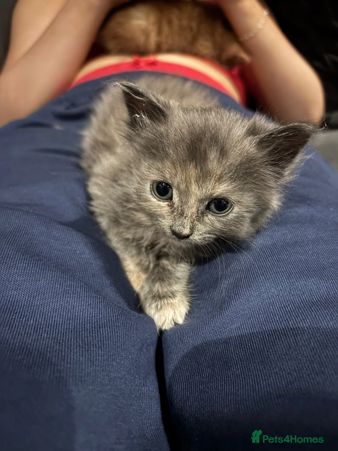 Mixed Breed cats for sale: playful long haired kittens - Advert 10