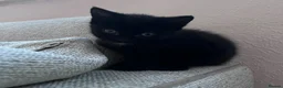 Domestic Shorthair cats for sale: Kittens ready to leave for their new homes  - Advert 12