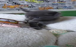 British Shorthair cats for sale: 3 beautiful kittens - Image 3