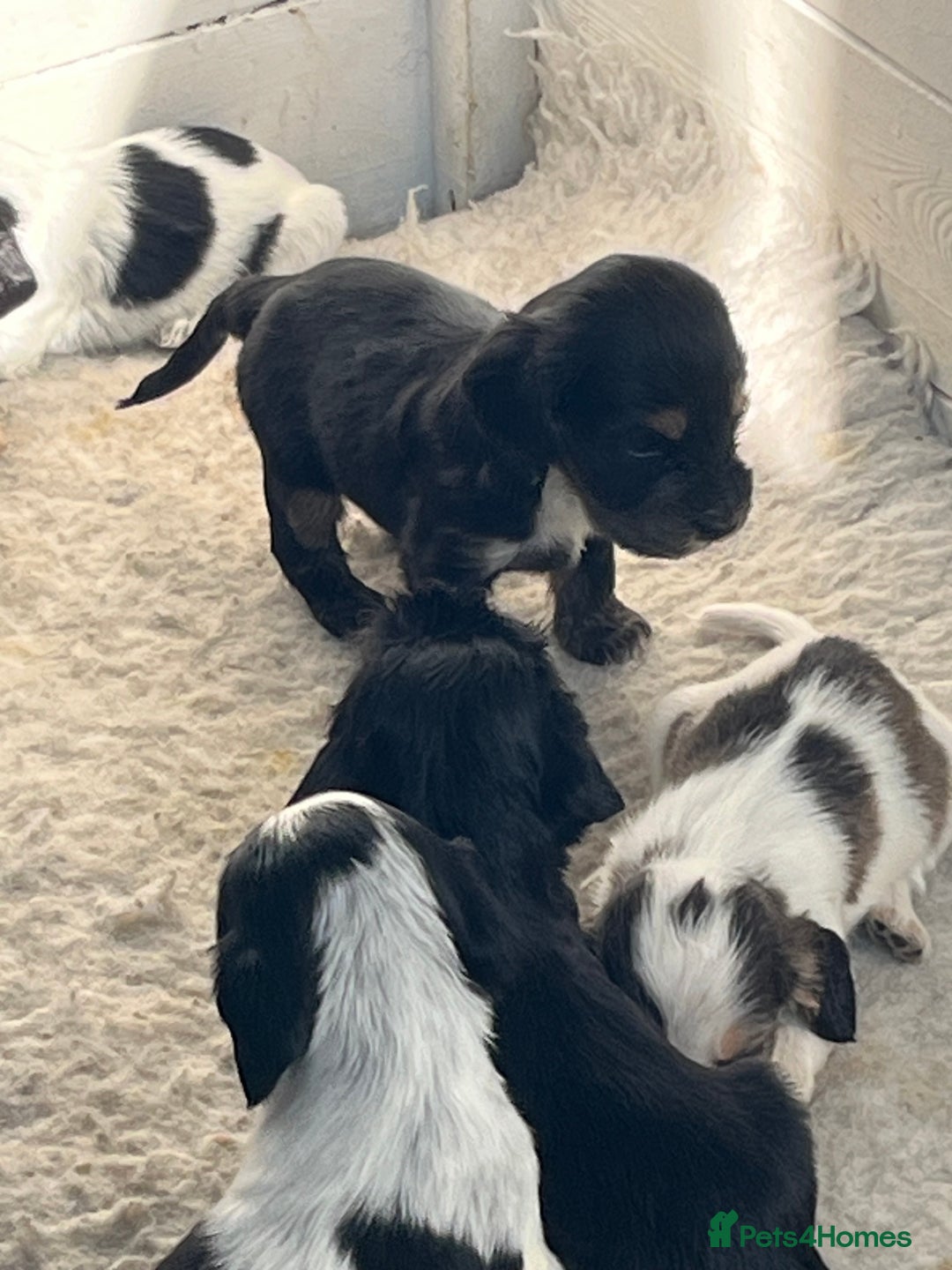 Cocker Spaniel dogs for sale: Show type cocker spaniels  in Bradford - Image 1