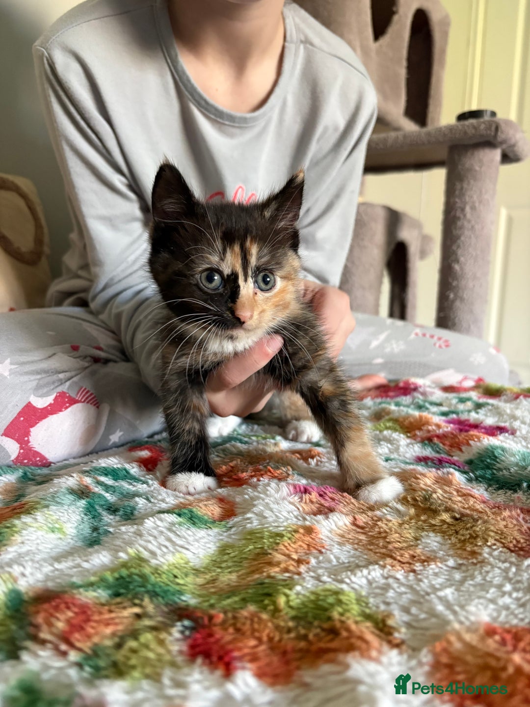 RagaMuffin cats for sale: Beautiful Ragamuffin Kittens Ready December 24th   - Advert 3