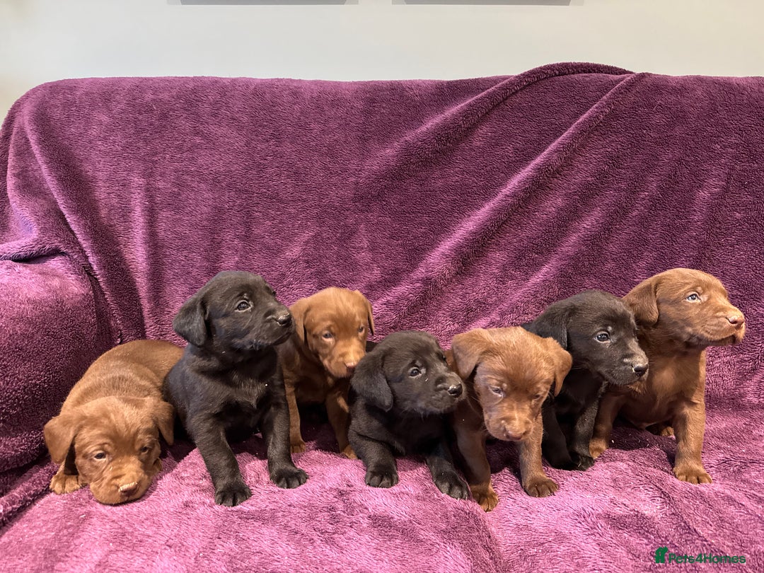 Labrador Retriever dogs for sale: Black Labrador Puppies, 5* Licensed Breeder - Advert 13