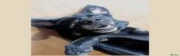 Mixed Breed dogs for stud: For STUD. Labrador - Advert 1