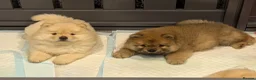 Chow Chow dogs for sale: Beautiful KC Registered Chow Chow Puppies  - Advert 24