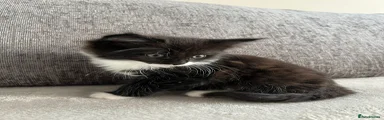 Mixed Breed Kitten 3