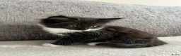 Mixed Breed cats for sale: Kittens - Advert 5