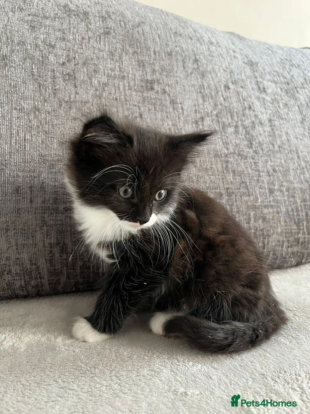 Mixed Breed cats for sale: Kittens - Advert 5