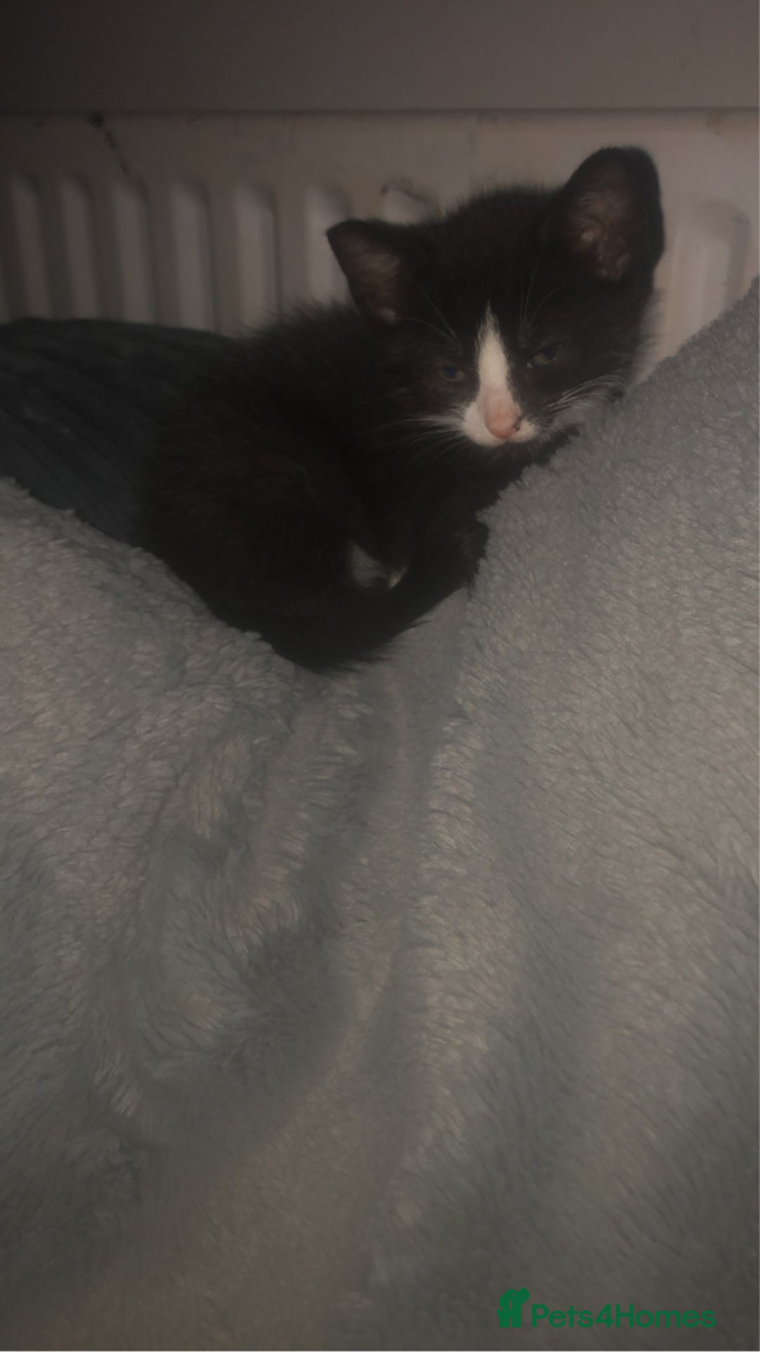 Mixed Breed cats for sale: Kittens available  - Image 6